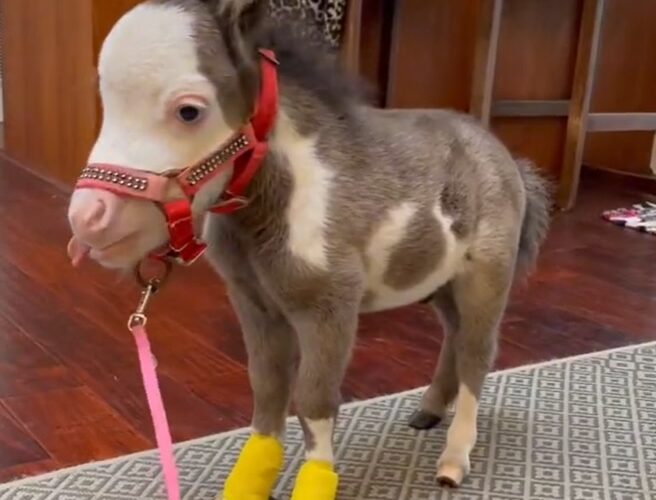 The Inspiring Story of Peabody - The World's Smallest Miniature Horse