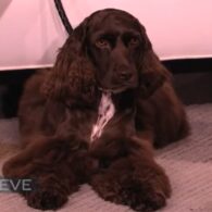 Marjorie Harvey's pet Chocolate