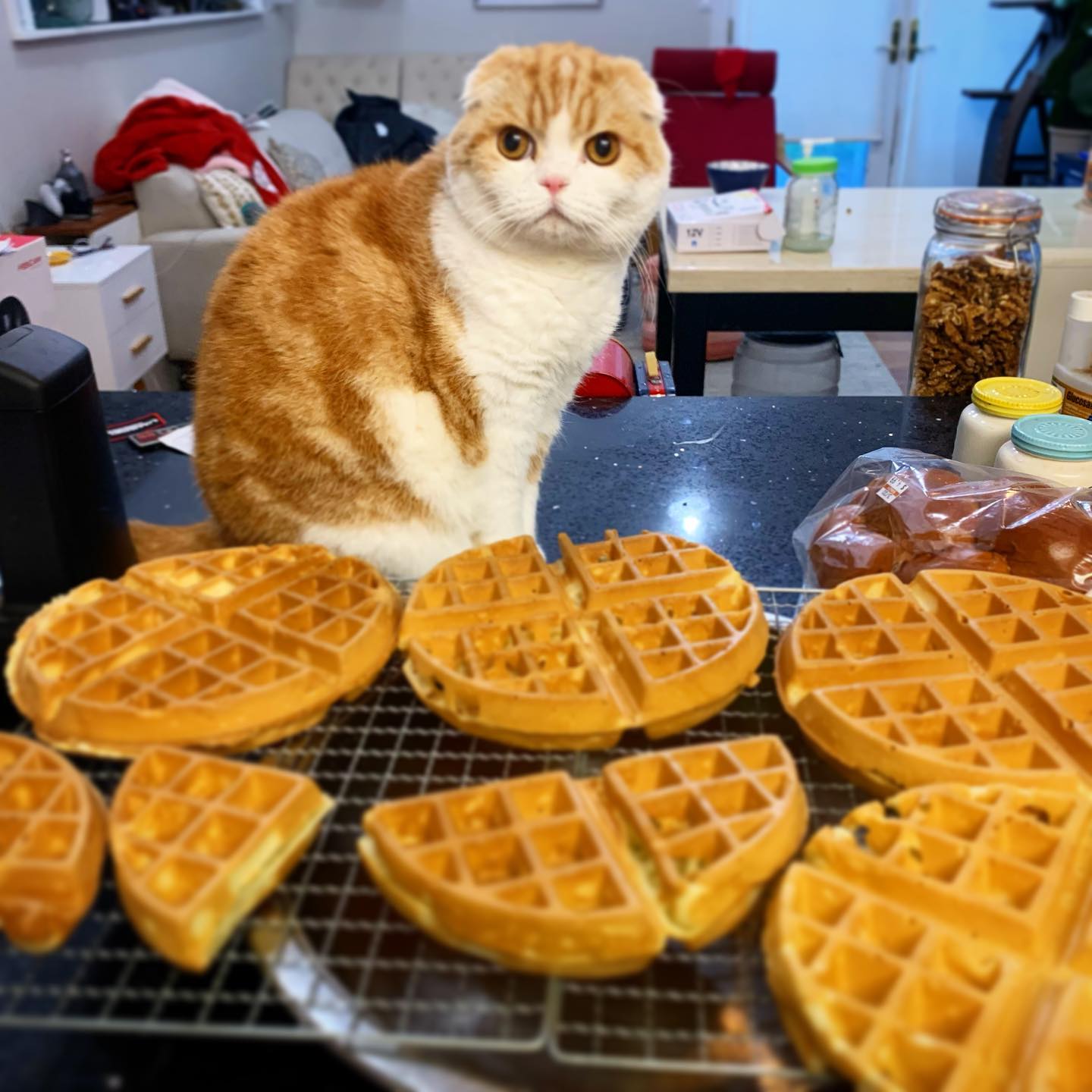 waffles_the_cat