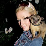 Paris Hilton's pet Baby Luv - Kinkajou