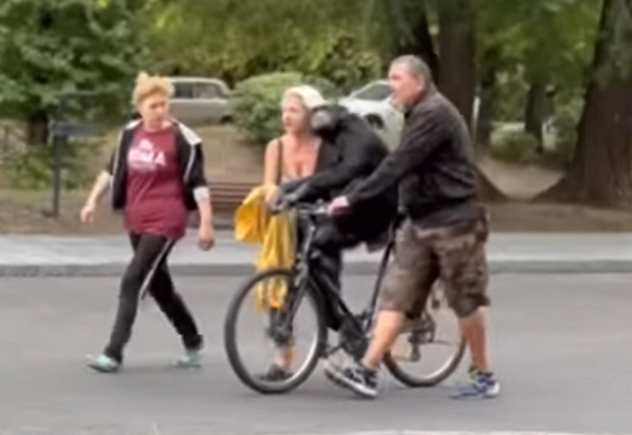 Chichi the chimpanzee escapes zoo, rides back on a bike