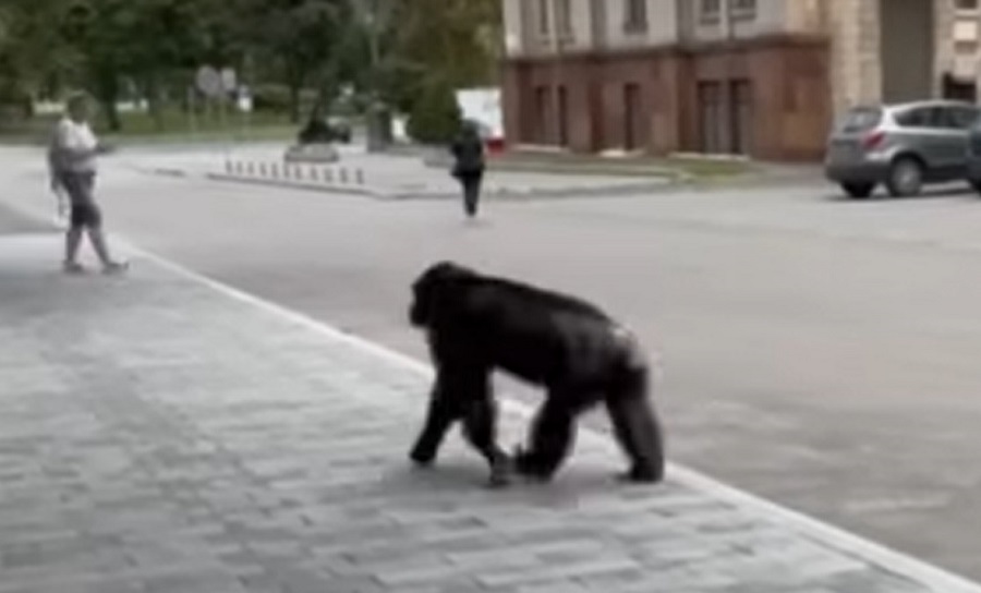 Chichi the chimpanzee escapes the Kharkiv Zoo in Ukraine
