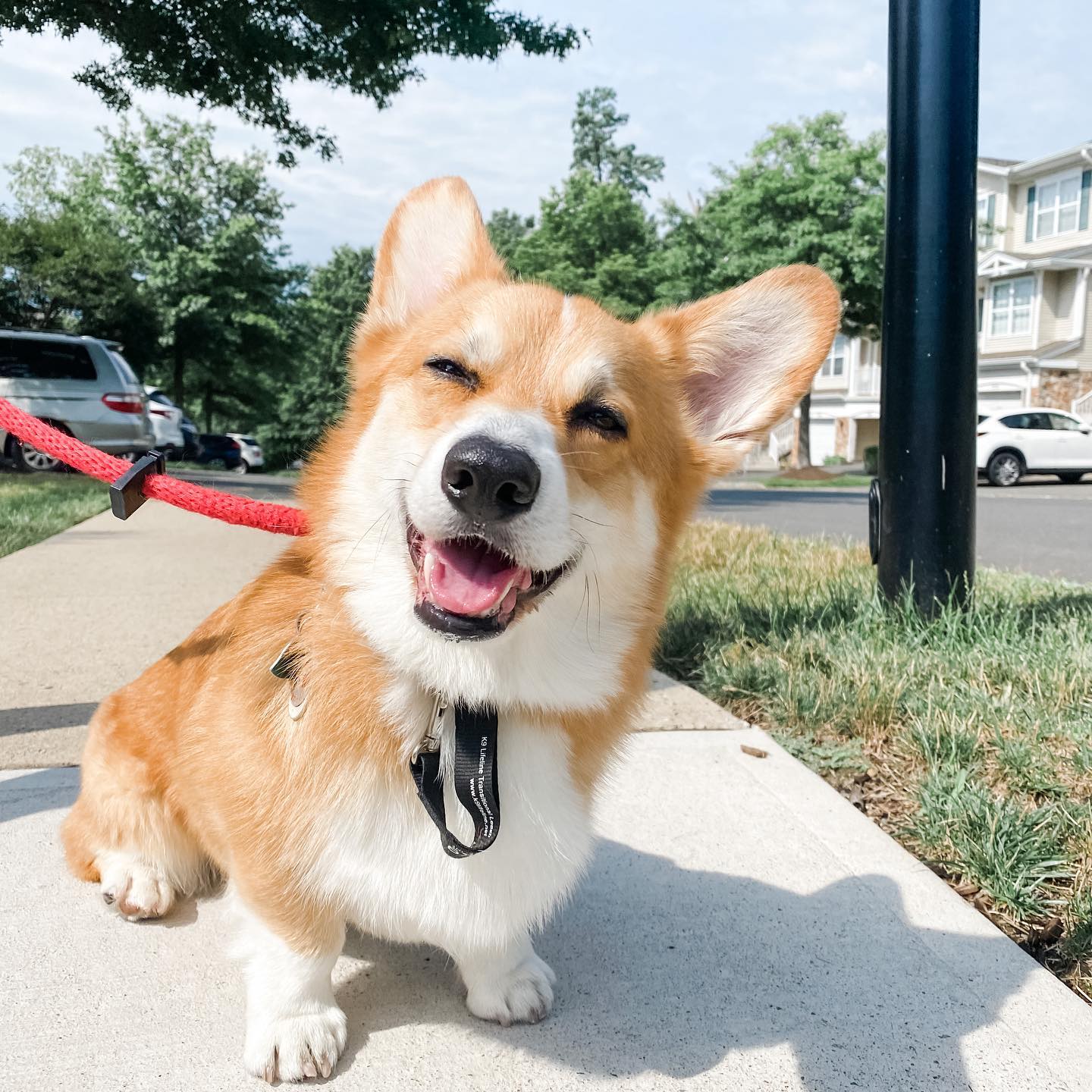 Dash The Corgi – You miss 100% of the shots you never make - Celebrity Pets