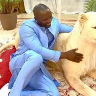 Akon's pet Tigers