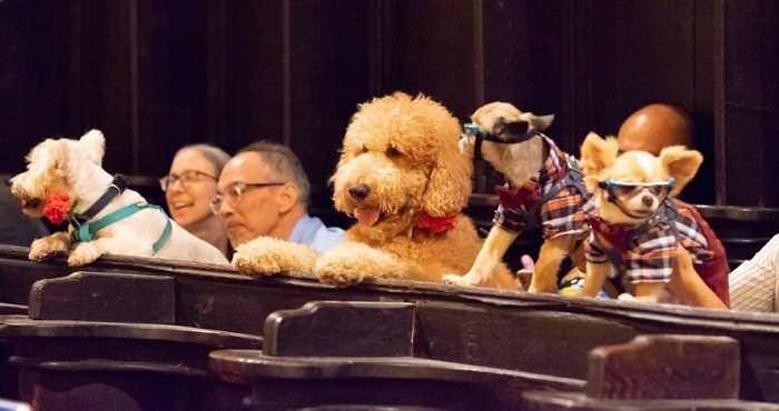 Blessing of the Animals at St. John Divine cathedral church in New York City