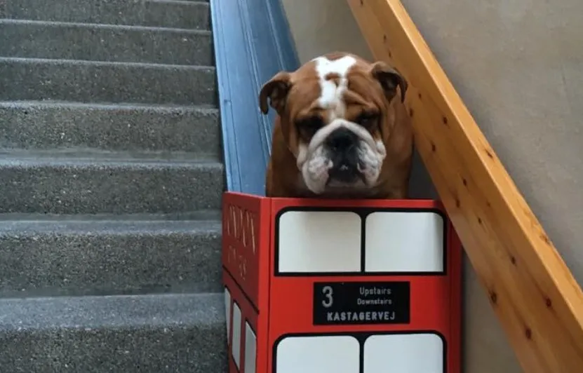 Bulldog with arthritis gets tiny bus lift to help use stairs