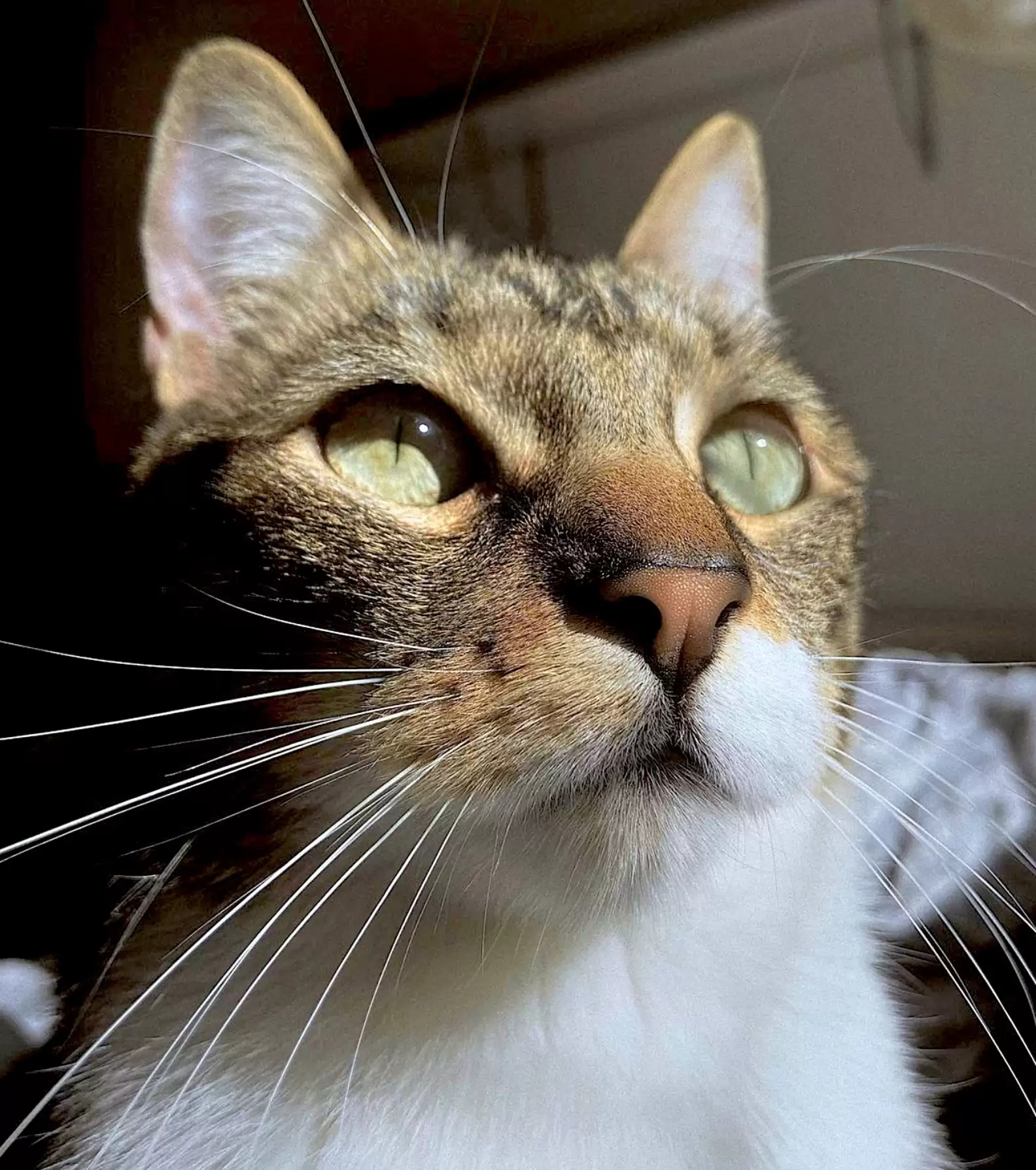 Clever Cat Breaks TV