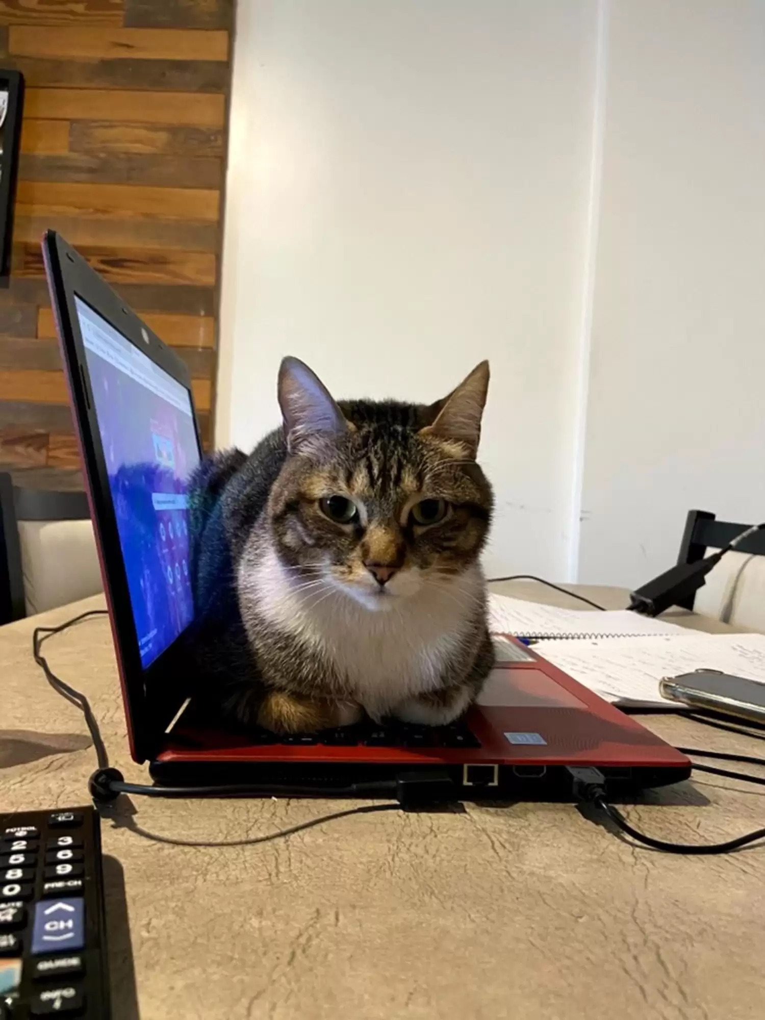 Clever Cat Breaks TV