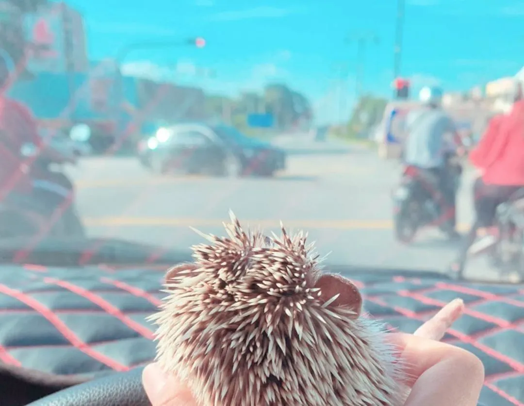 CubiCubi The Hedgehog Takes Baths Like a Champ but Handle with Care ...