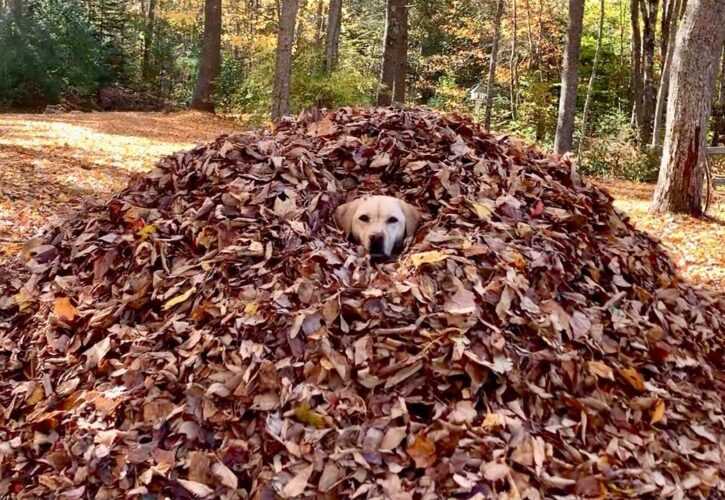 Dog Named Stella, The Queen of Leaves, Shows Us How To Be Thankful (Video)