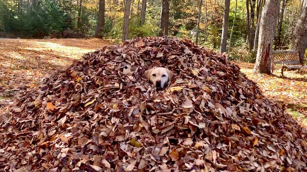 Dog Named Stella, The Queen of Leaves, Shows Us How To Be Thankful