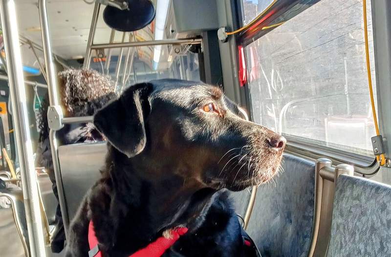 A tribute to Eclipse - Seattle's bus riding dog