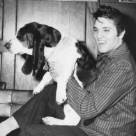 Elvis Presley's pet Sherlock