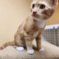 Eric Church's pet Rescued Cats
