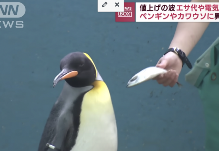 Fishflation: Penguins at Japanese Aquarium refuse to eat cheaper fish