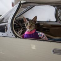 Jay Leno's pet Cats and Garage Cats