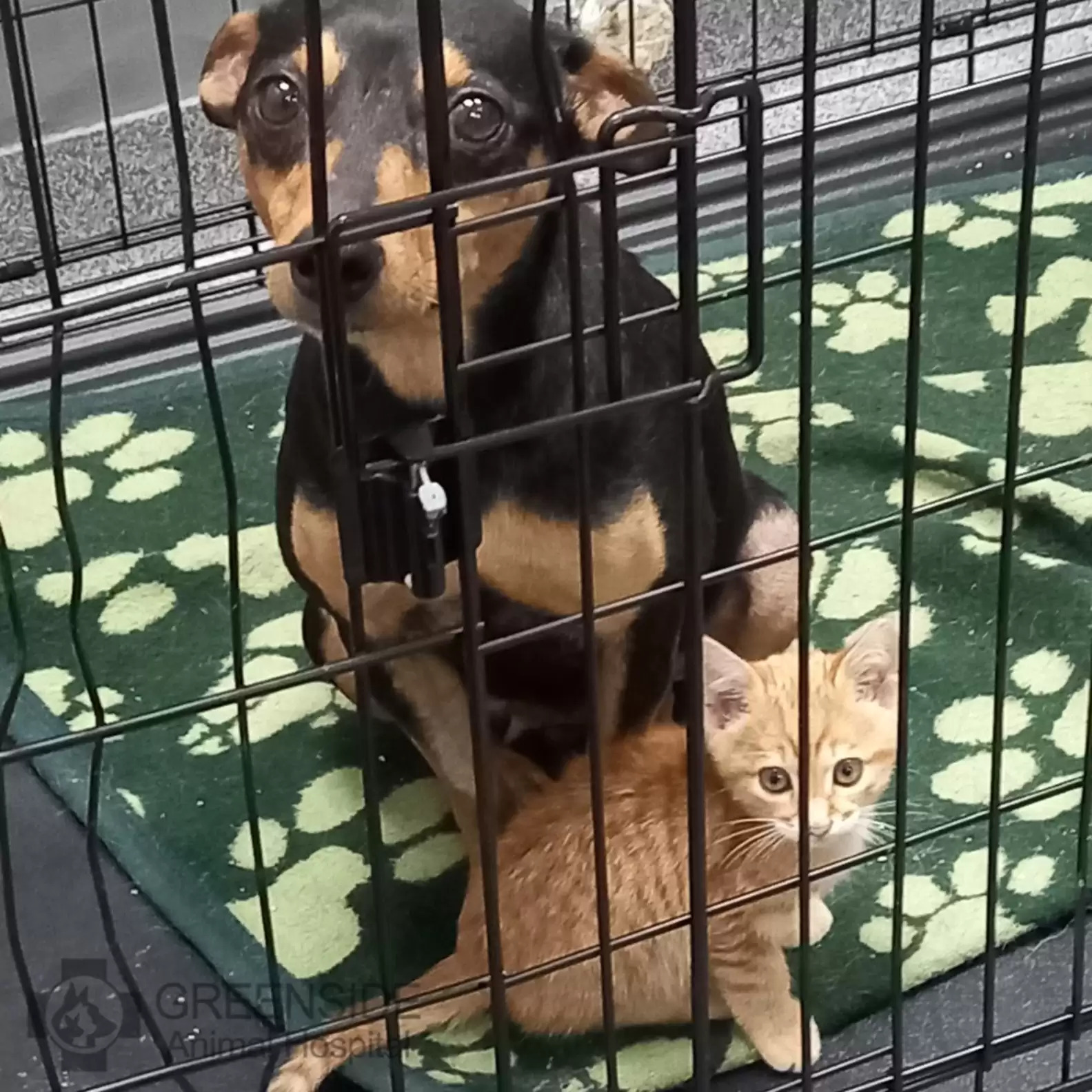 Ann and Gingers - Rescues in Need