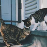Mark Kozelek's pet Cats of Kotor