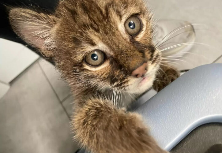 Orphaned Baby Bobcat Gets Adopted by Caring Cat Mom (Video)