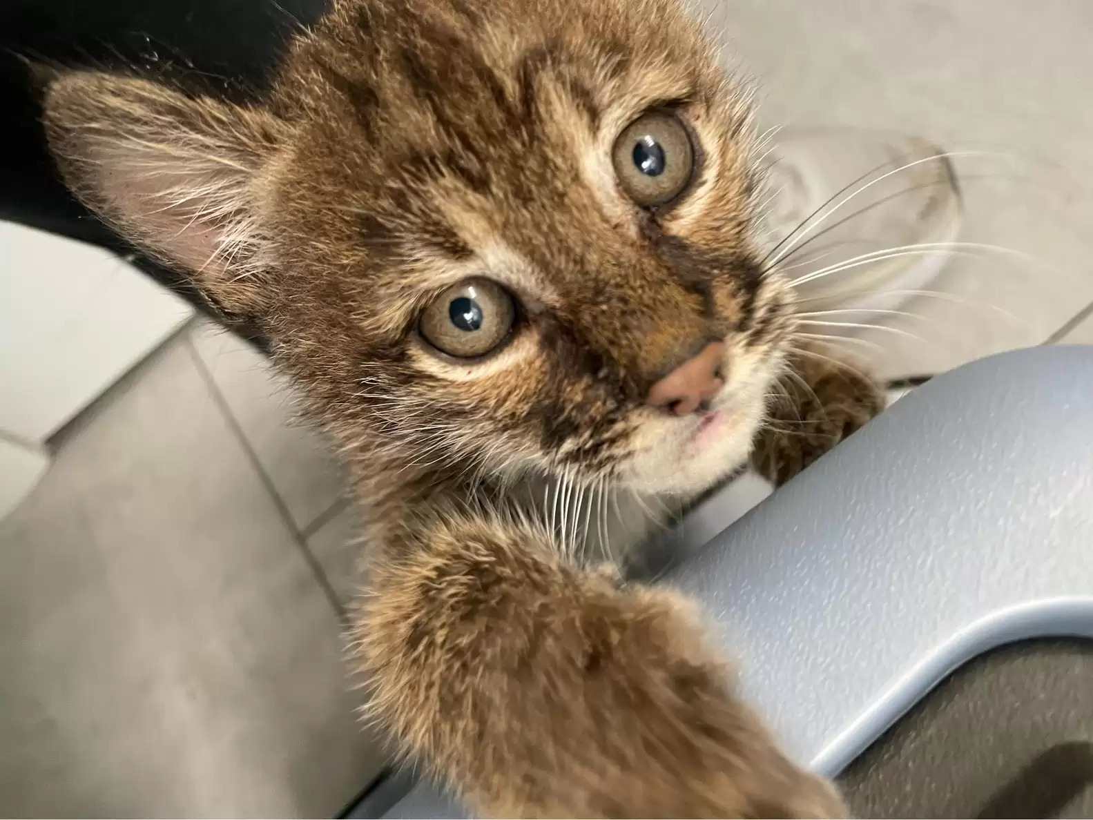 Orphaned Baby Bobcat