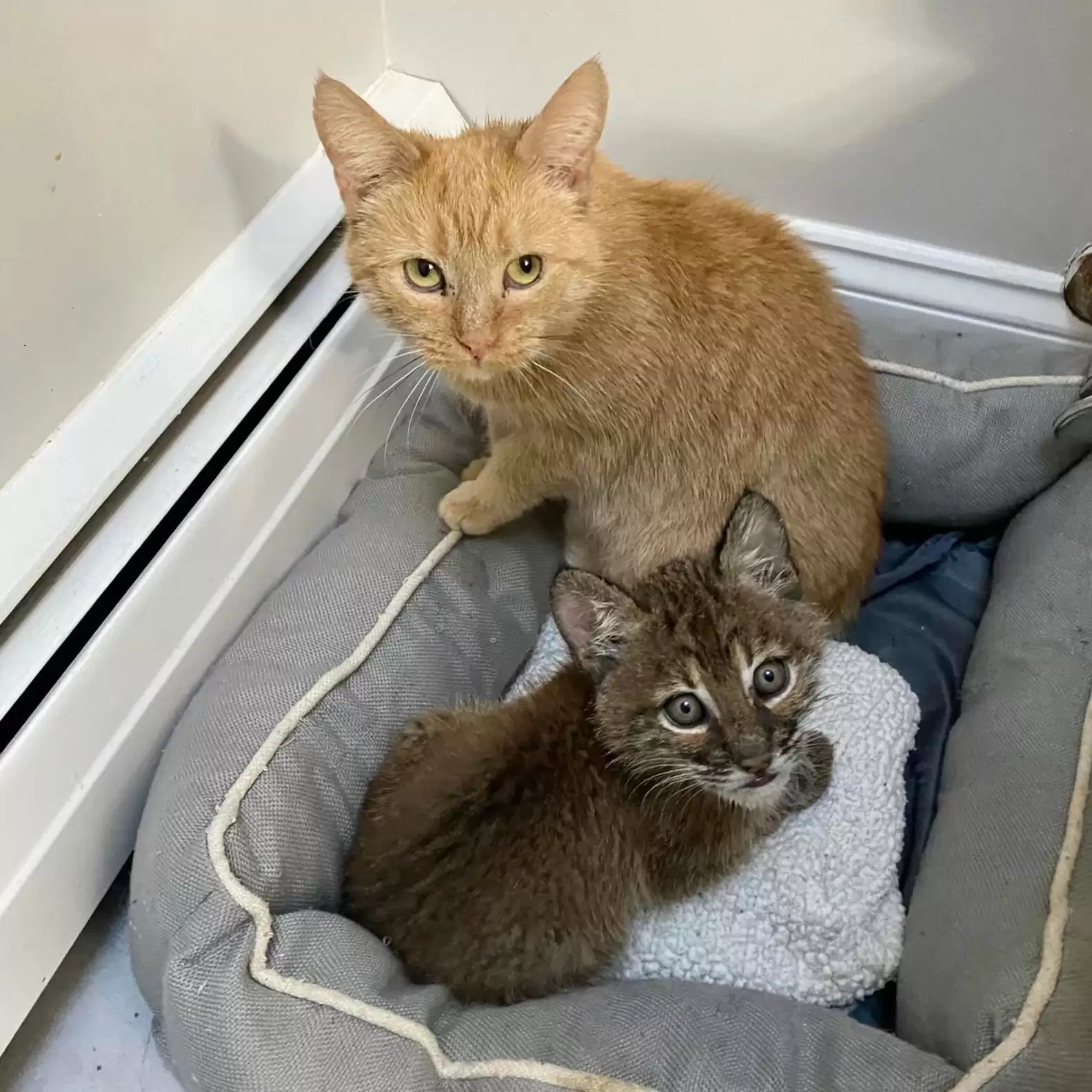 Orphaned Baby Bobcat