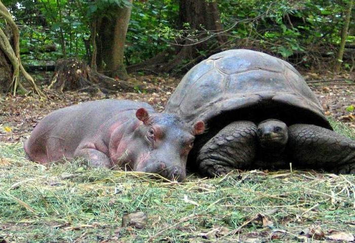 Owen and Mzee - The Hippo and Tortoise friends