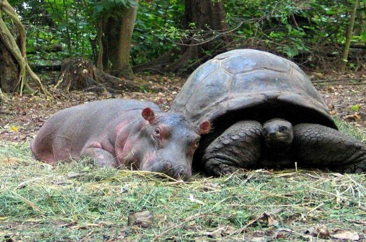 Owen the hippo and Mzee the tortoise: A one-of-a-kind friendship