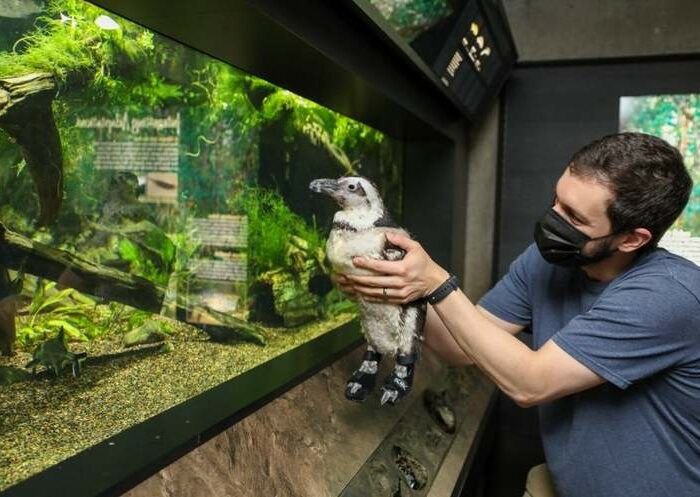 Elderly penguin gets custom sneakers to help with foot problem at New England Aquarium