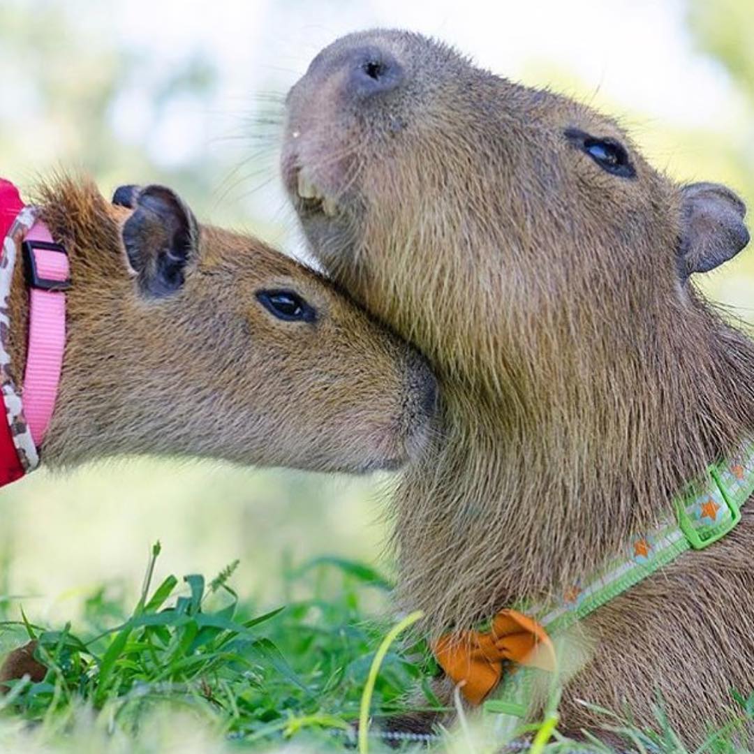 Sweetie The Capybara