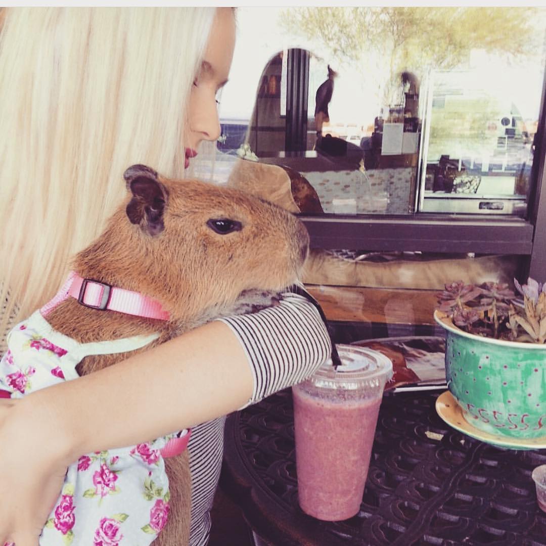 Sweetie The Capybara