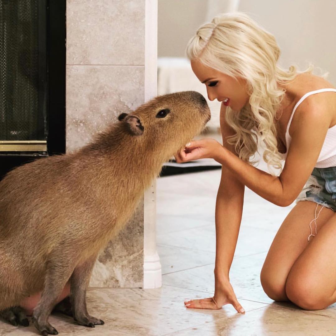 Sweetie The Capybara