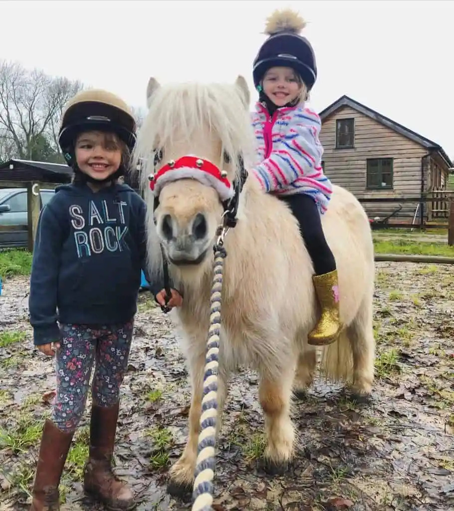 Teddy the Shetland - Therapy Animal