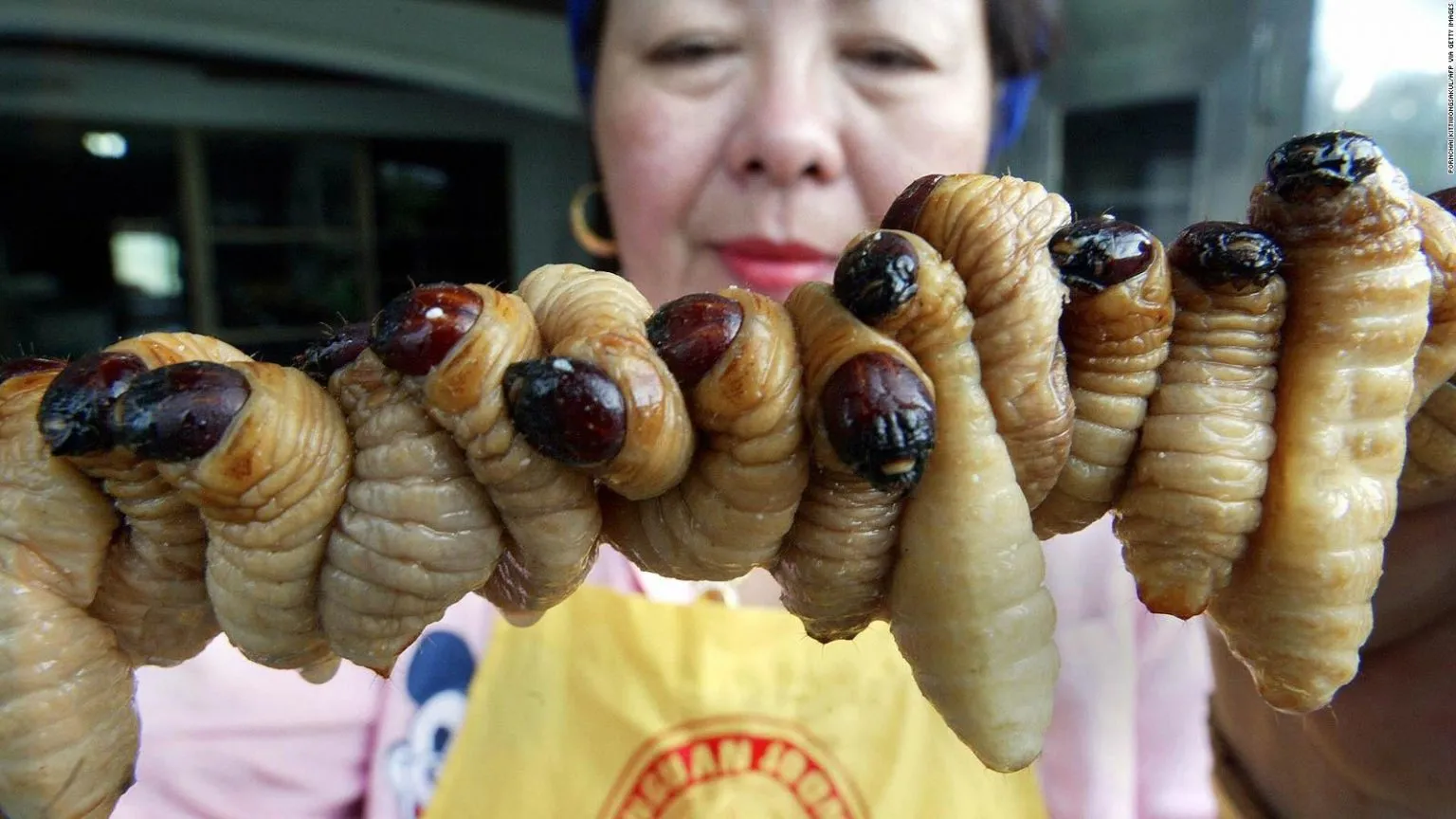 GliderWiz The TikTok Superstar Sugar Glider With a Good Appetite