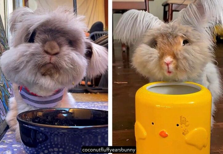 Coconut & Lucky are a Couple Long Haired Bunnies Living Their Best Life
