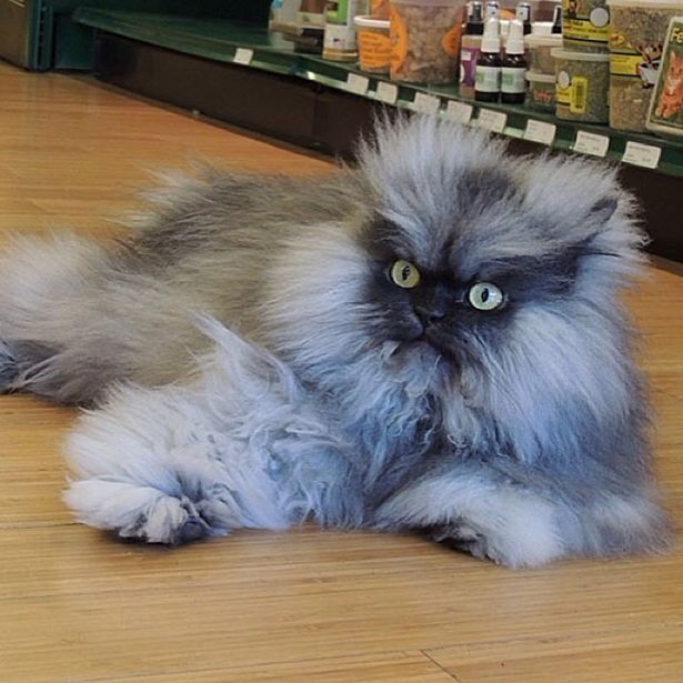 colonel meow