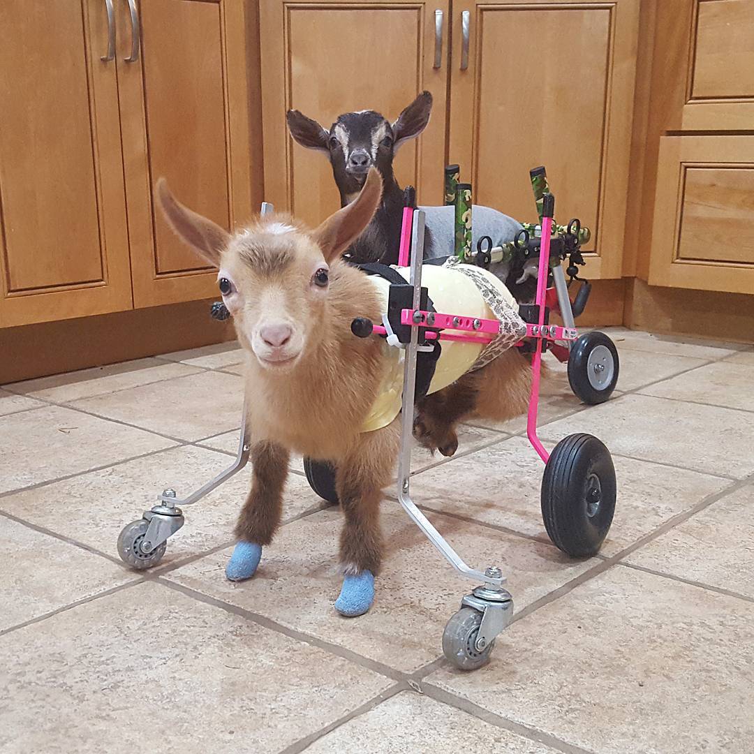 goatsofanarchy