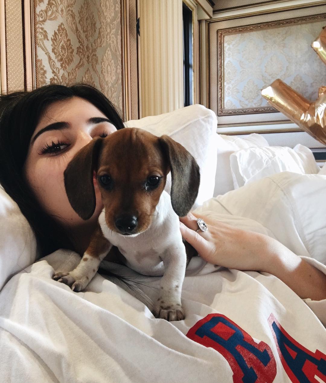 kylie jenner penny beagle