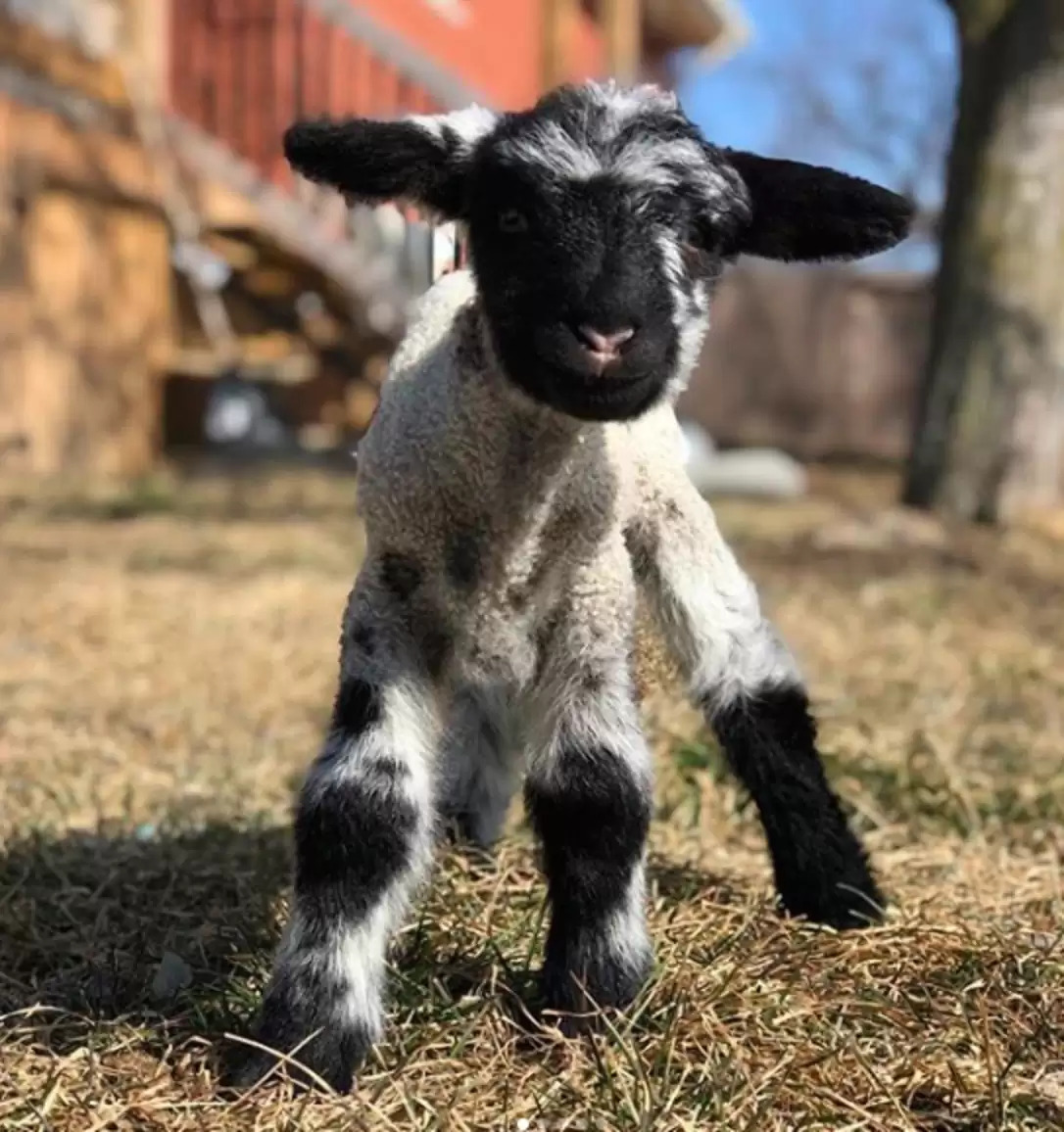 maddie lamb australian shepherd