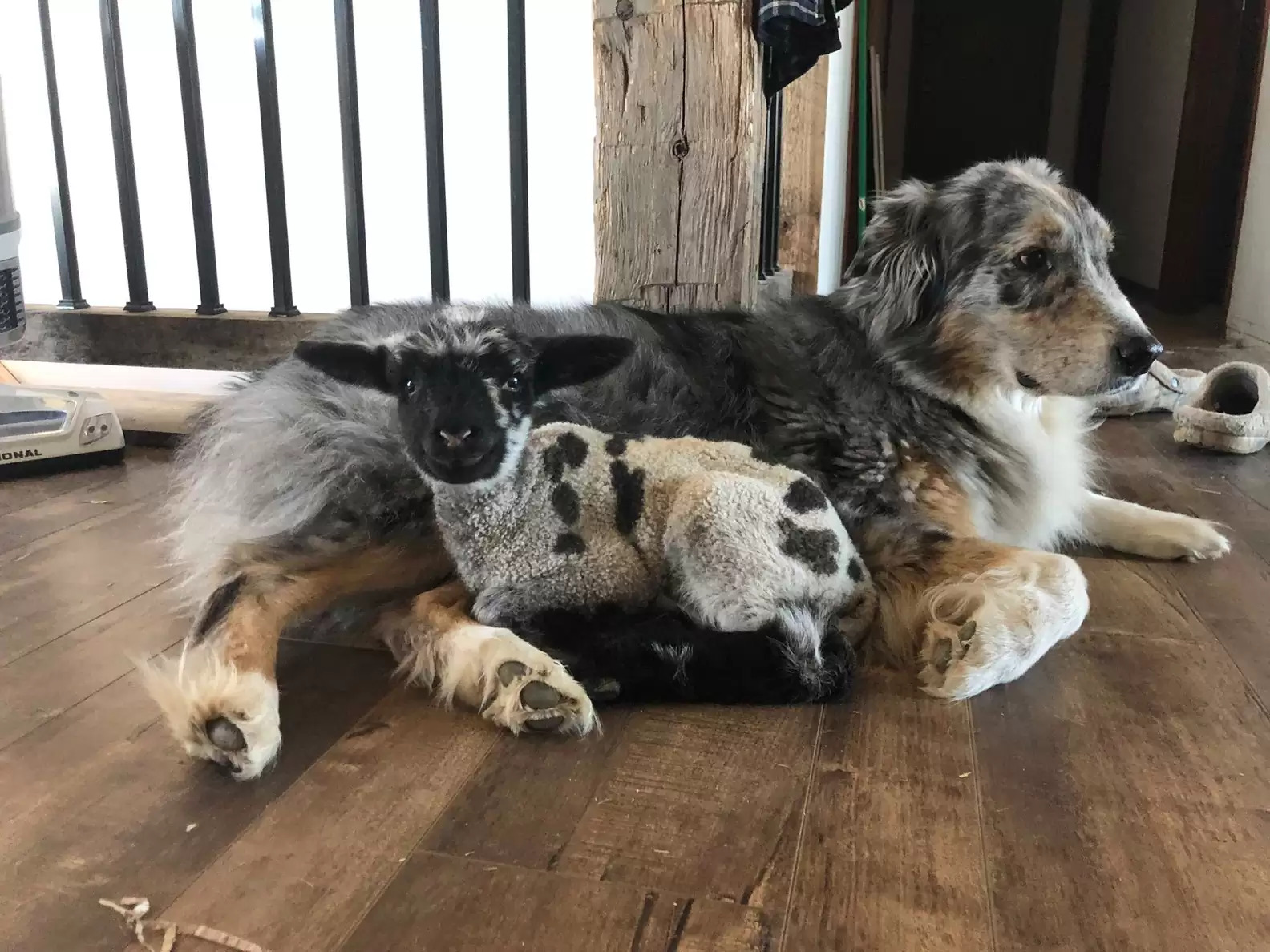 maddie lamb australian shepherd