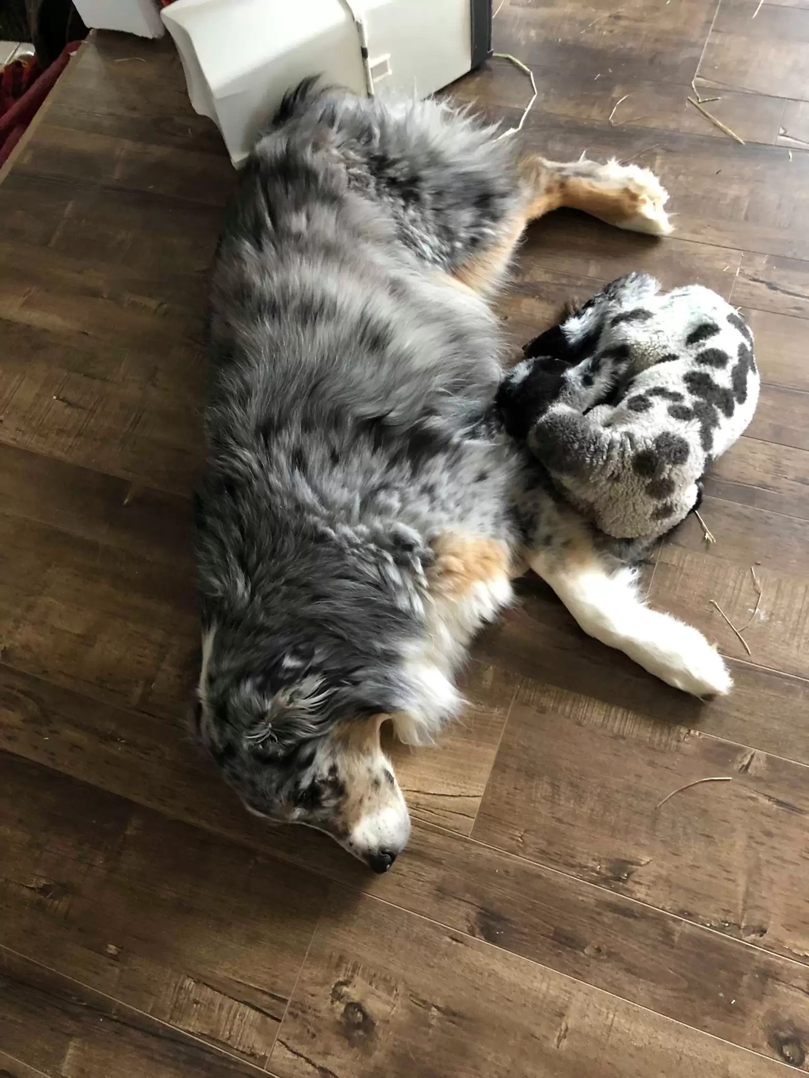 maddie lamb australian shepherd