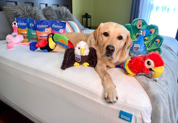 Meet Magnus, The Therapy Dog Who’s Bringing Joy To The Terminally Ill