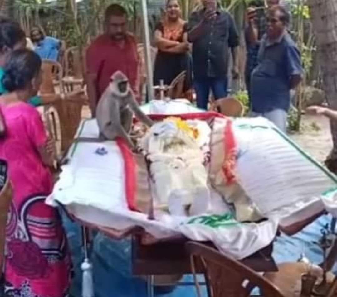monkey mourns loss of friend