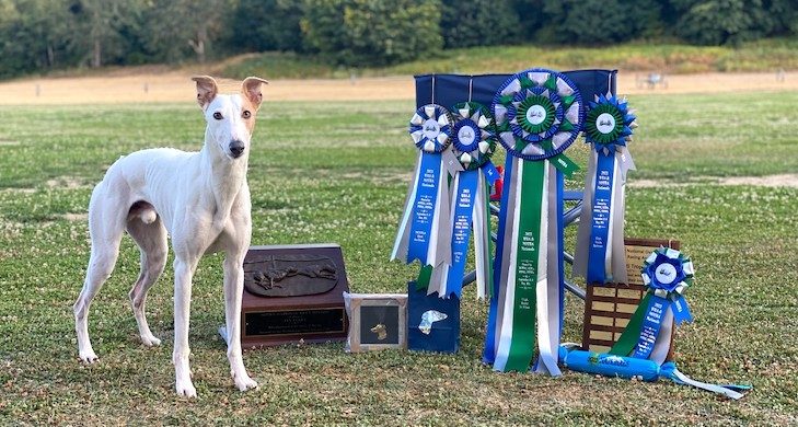 Reas Whippet America's fastest dog 2022