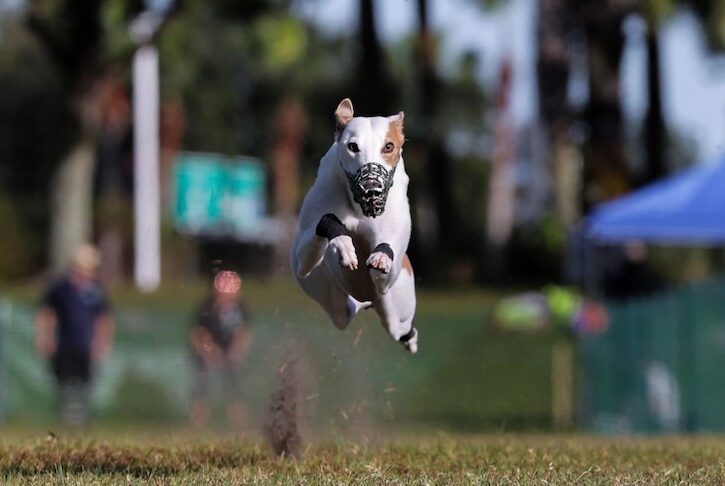 Meet Reas the Whippet, America's fastest dog!