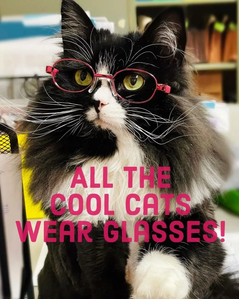 Truffles The Kitty Helping Kids feel Comfortable about their Glasses