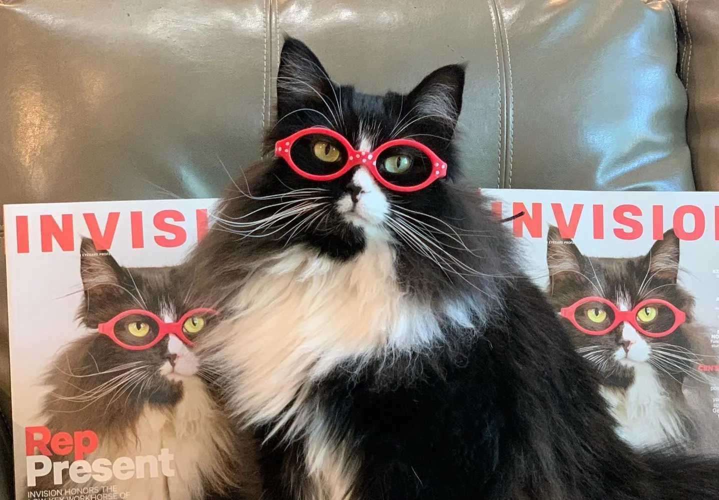 Truffles The Kitty Helping Kids feel Comfortable about their Glasses