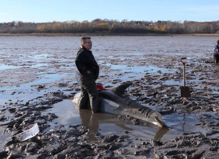 Canadian Woman Saves Dolphins