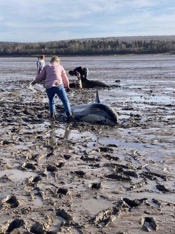 Digby Nova Scotia volunteers rescue dolphins