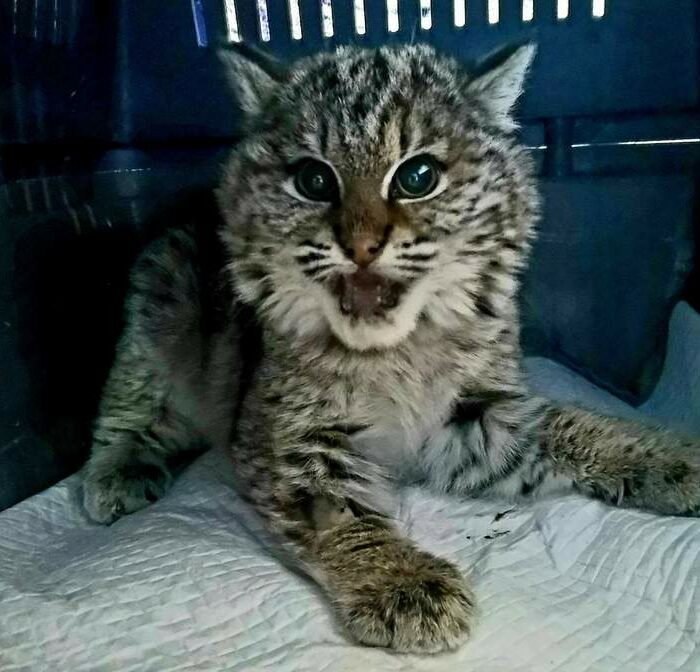 Fiona the rescued bobcat