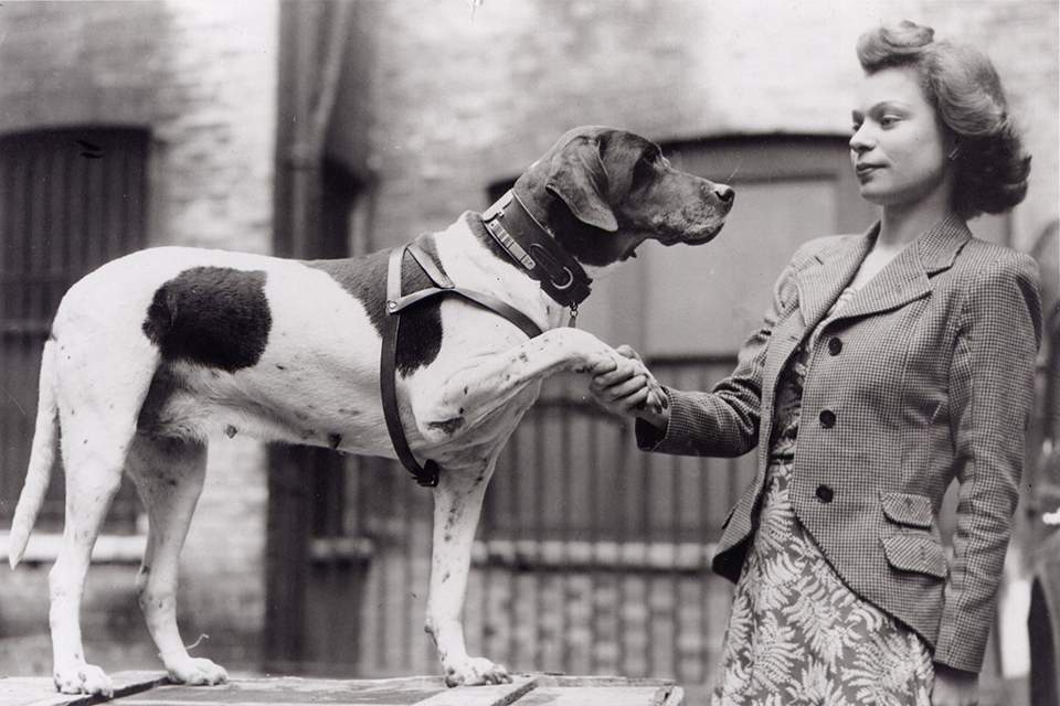 Judy - Most heroic war dogs of WWII